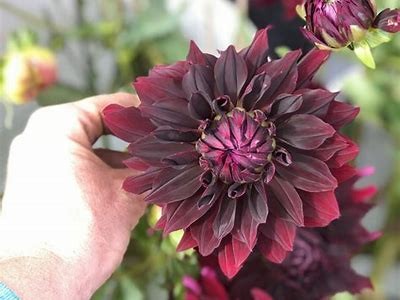 Exploring the Beauty and Significance of Rip City Dahlia in Modern Gardening